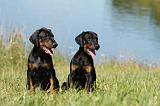 DOBERMANN 1065